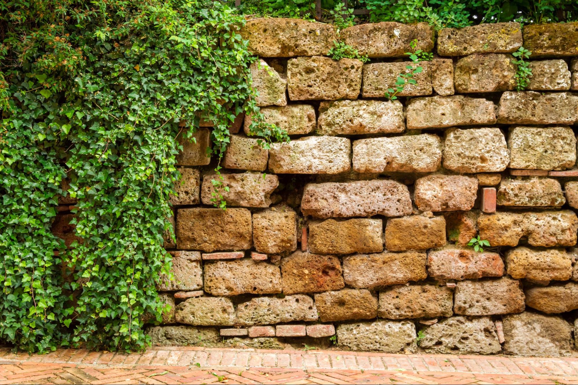 An old retaining wall surrounded by ivy plants.
