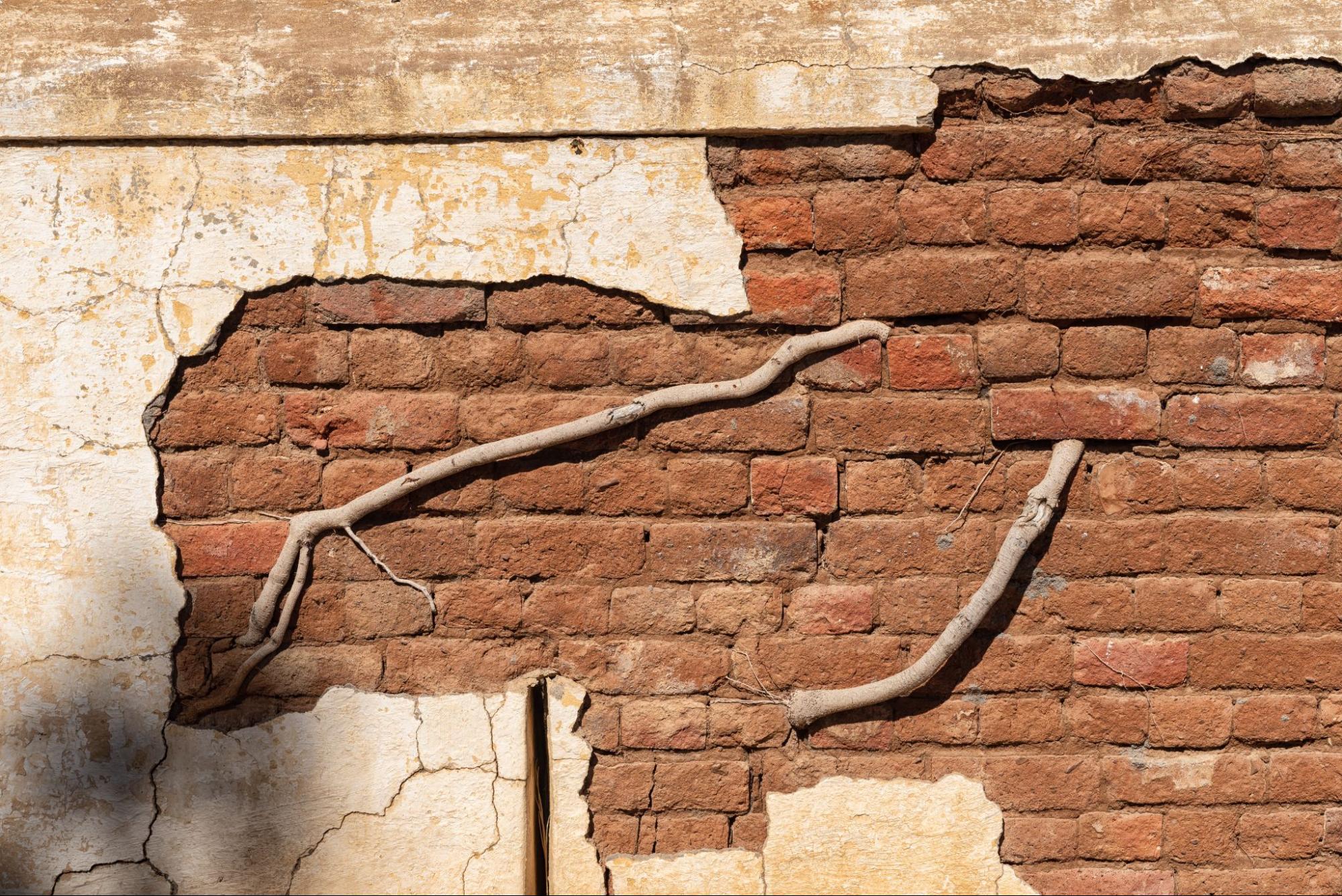 Old brick wall with plant roots growing through damaged mortar.